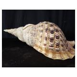 Seashell conch