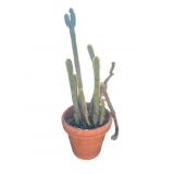 Large cactus plant with terracotta planter