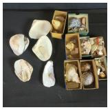 Box of sea shells