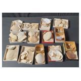 Box of sea shells