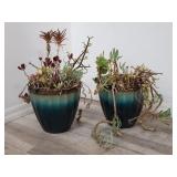 Pair of live succulents in plastic planters with