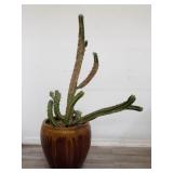 Live cactus in glazed ceramic planter