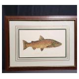 Framed AP brown trout pencil signed