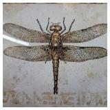 Pair of insecta prints