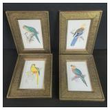 Four parakeet prints with brass frames