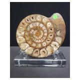 Ammonite fossil on a lucite base