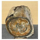 Huge polished petrified wood log