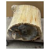Huge polished petrified wood log