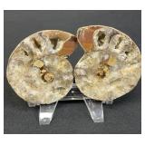 Pair of split ammonite fossils
