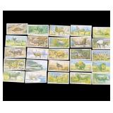 Lot of vintage tobacco cards