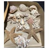 Box of conch shells & sea stars