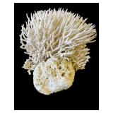 Large coral specimen
