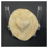 Fossilized shark tooth in matrix