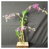 Signed and dated Takis Nobile Dendrobium