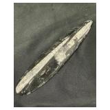Orthoceras fossil