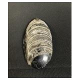 Polished orthoceras fossil