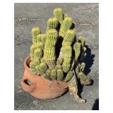 Live cactus in terracotta pot