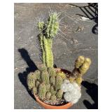 Live cactus in terracotta pot