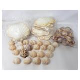 Group of snail shells and clam shells