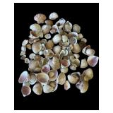 Large lot of sea shells