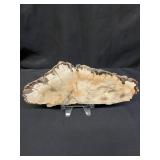 Petrified wood slab
