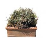 Blue elf aloe plant with planter