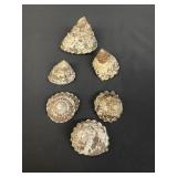 Group of wavy turban snail shells