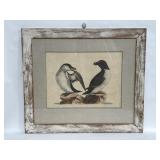 Framed hand-colored etching of Razor Bills