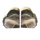 Petrified wood bookends