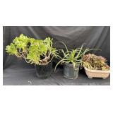 Group of three potted plants