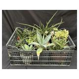 Crate of assorted pots with succulents