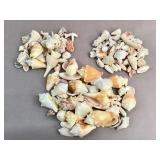 Collection of seashells, with some coral