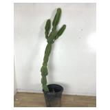 Euphorbia ingens African candelabra cactus
