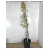 "Fire stickï¿½ pencil cactus