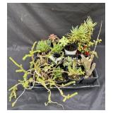 Crate of small plastic pots with plants