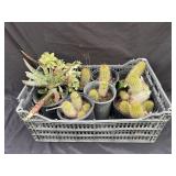 Crate of small cacti