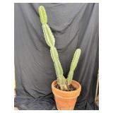 Terracotta pot with cactus