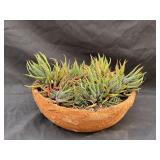 Terracotta planter with succulent