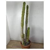 Terracota pot with cactus