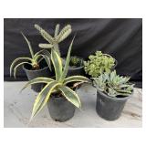 Group of plastic pots with cactus & plants