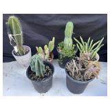 Group of potted cactus & succulents