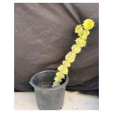 Pair of potted cactus with potted agave