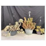 Group of three plastic hanger planters with