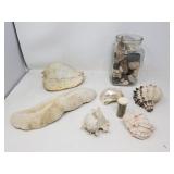 Sea shell decorations