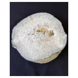 Cut polished geode specimen