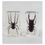 Preserved stag beetle and and spider specimens