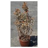 Pottery planter with live plant