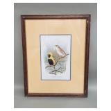 F.W Frohawk "Napoleon Weaver" print