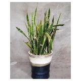 Moon Atelier ceramic planter pot with live plant