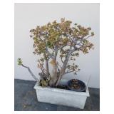 Concrete planter with jade plant